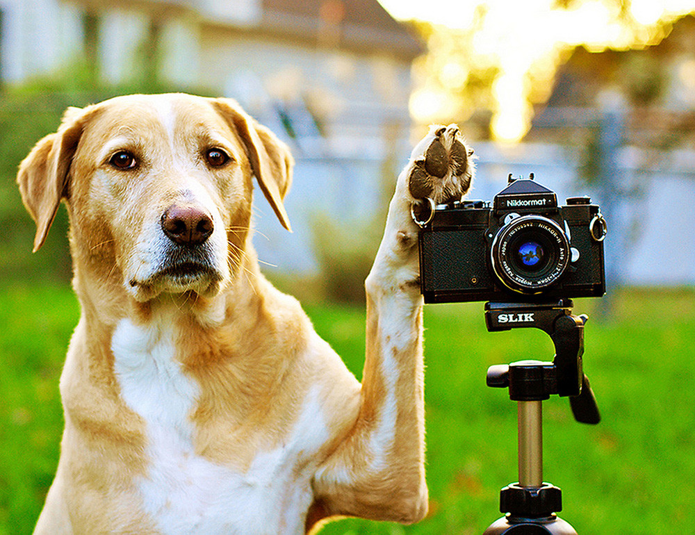 Como Fotografiar Mascotas I Perros 3