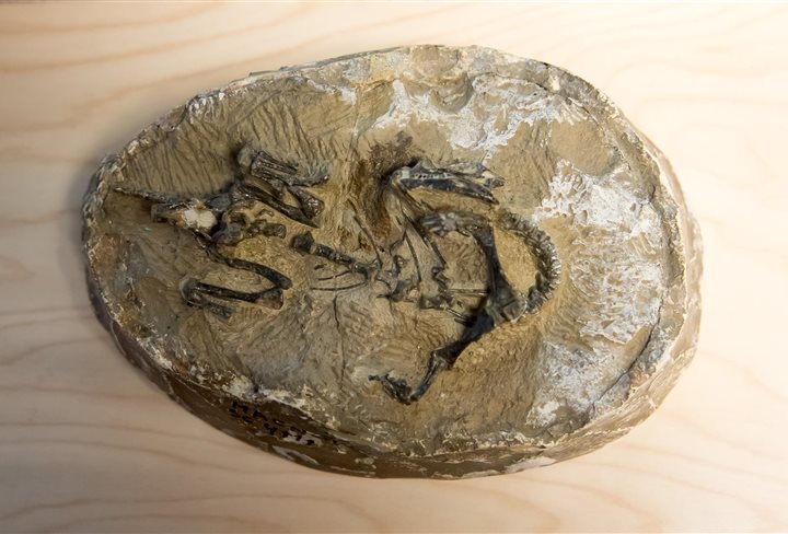 Una colección excepcional de fósiles de dinosaurio de la especie Mussaurus patagonicus, formada por 30 huevos, un esqueleto de un recién nacido y un cráneo de un individuo joven, ha sido examinada por primera vez con un sincrotrón, según informa hoy el ESRF (European Synchrotron Radiation Facility) de Grenoble, que cuenta con una potente máquina de rayos X de gran resolución. El prosaurópodo Mussaurus patagonicus, un dinosaurio herbívoro que vivió hace unos 200 millones de años, fue un antepasado de los dinosaurios gigantes. Sus fosiles, descubiertos en la cuenca triásica El Tranquilo, una zona desértica de la Patagonia argentina, corresponden a la fase embrionaria y juvenil de la especie.
